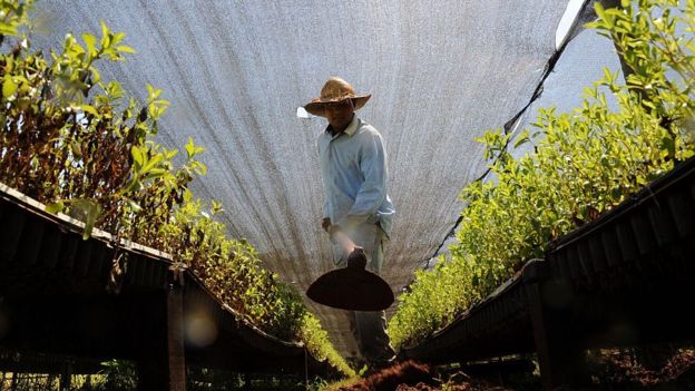 Cultivo de Paraguay