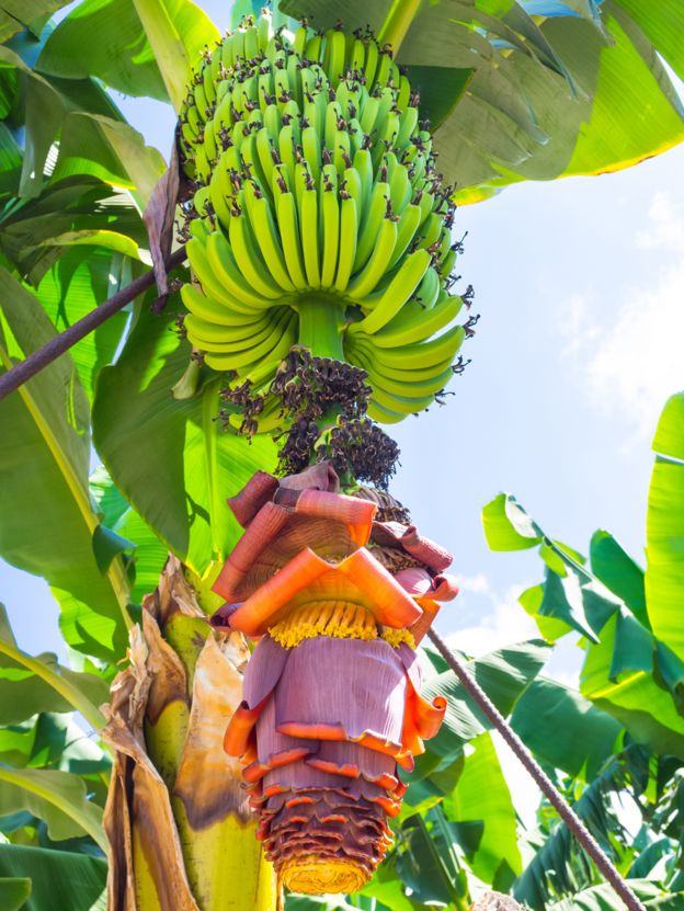 Bananas growing on a tree