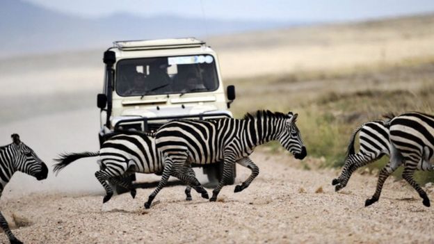 Cebras cruzan camino frente a un carro