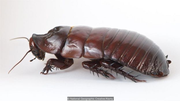 Macropanesthia rhinoceros