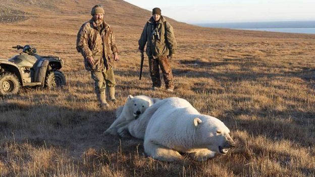 عملیات نجات توله خرس