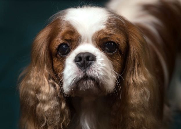 பேரழுகு செல்லப்பிராணிகள் : இங்கிலாந்தில் நடைபெறும் பிரம்மாண்ட கண்காட்சி (புகைப்படத் தொகுப்பு)