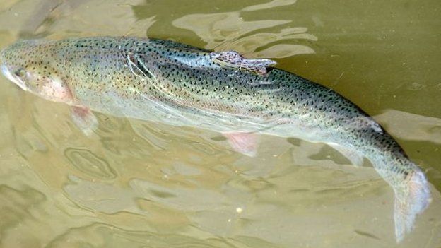 வானவில் ட்ரவுட் வகை மீன்கள்