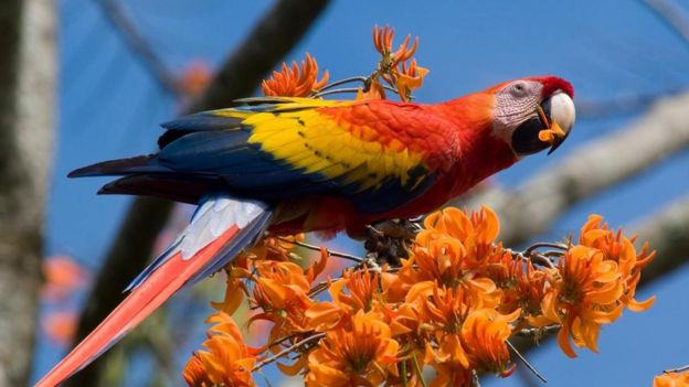 Macaw papağanı
