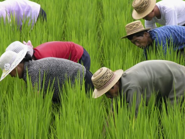 Trabajadores norcoreanos en el campo