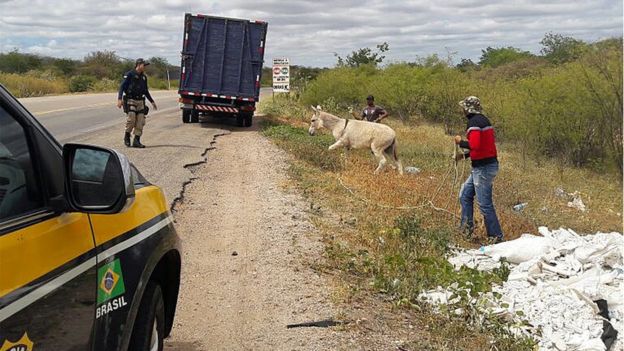 Ação de recolhimento de jumento em estrada no Piauí