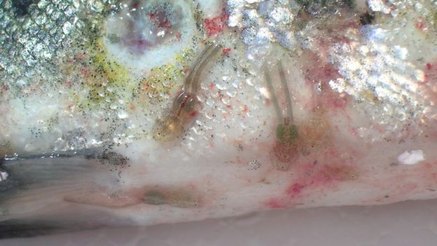 Salmón con caligus