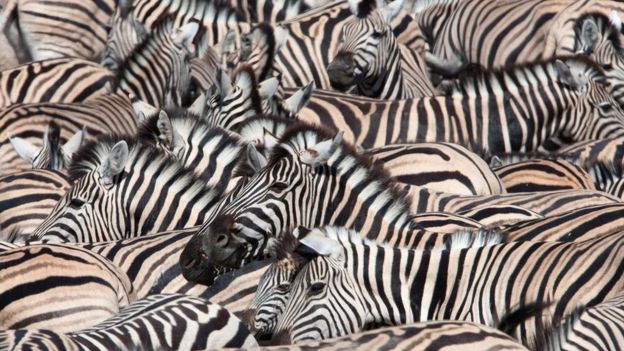 Listras das zebras, característica que não as caracteriza como mamíferos, podem ser uma boa analogia para a dificuldade de definir a vida, diz filósofa