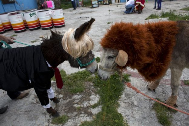 Donkeys dressed as a lion and as Donald Trump touch noses as they await the start of the costume competition event at the annual donkey festival in Otumba, Mexico state, Mexico, 1 May