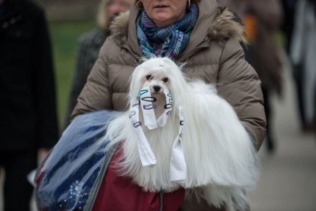 பேரழுகு செல்லப்பிராணிகள் : இங்கிலாந்தில் நடைபெறும் பிரம்மாண்ட கண்காட்சி (புகைப்படத் தொகுப்பு)