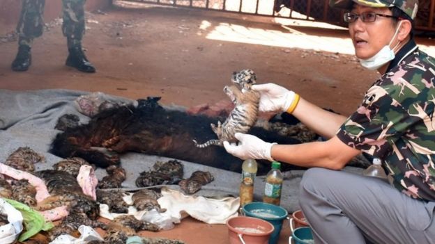 A dead tiger cub is held up by a Thai official after authorities found 40 tiger cub carcasses during a raid on the controversial Tiger Temple,