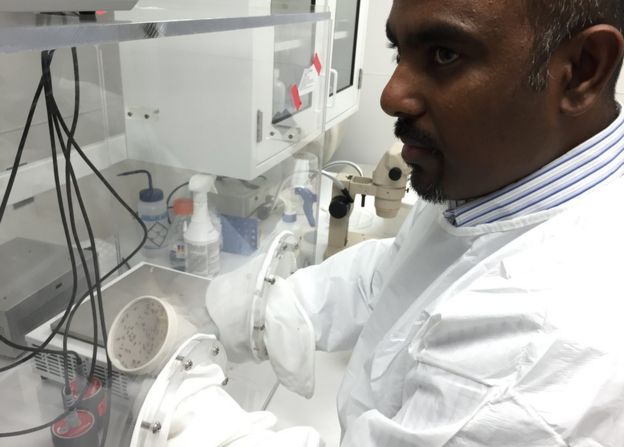 Saravana Thangamani handling mosquitoes