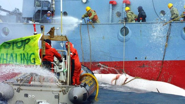 Greenpeace activists (L) in an inflatable dingy are hit with high powered water hoses as they impede the transfer of whales from a 