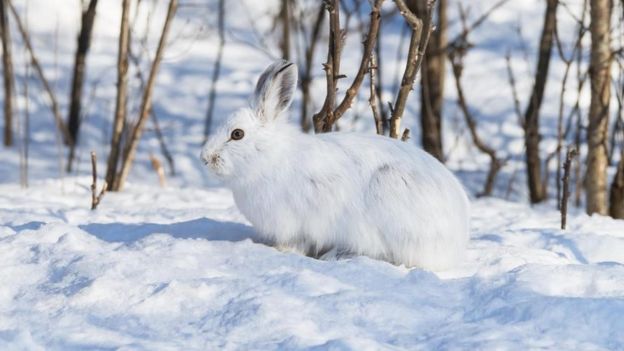 Un conejo en un paisaje nevado