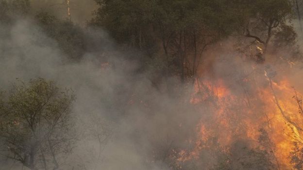 காடு அழித்தல்