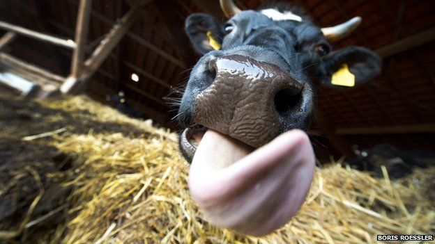 Close up of a cow with its tonue out