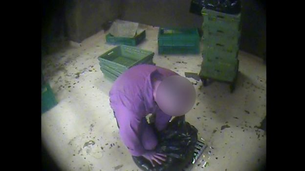 Un trabajador de una explotación de gallinas ponedoras asfixiando pollos que ha introducido en una bolsa de plástico.