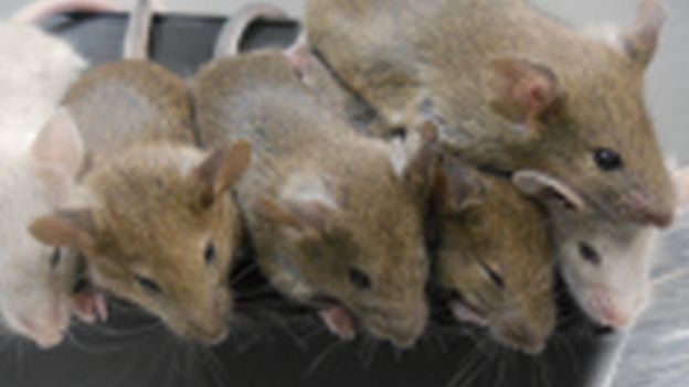 Ratos em laboratório