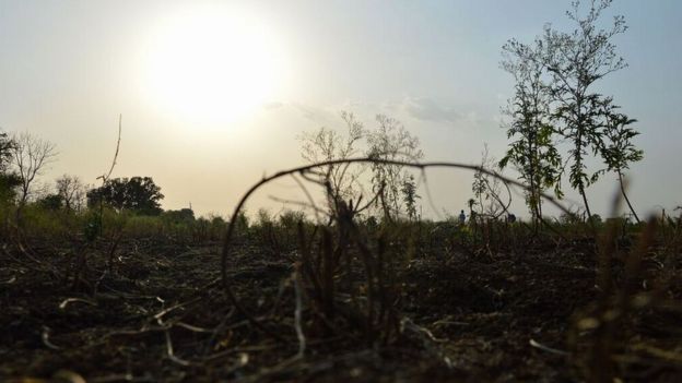 Dried up vegetation on an Indian farm