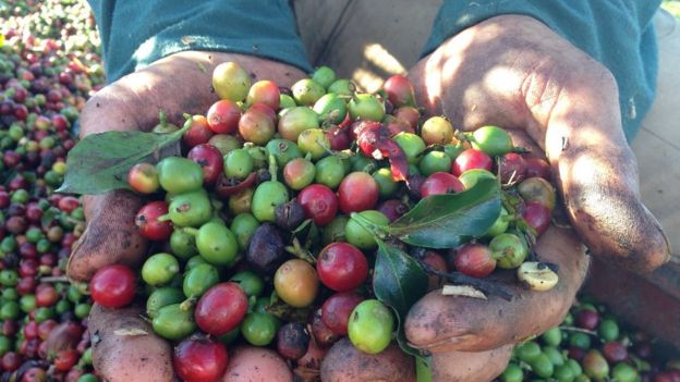 Plantação de café em Minas Gerais