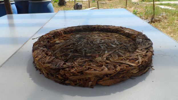 Base de la incubadora de plantas BioPatch