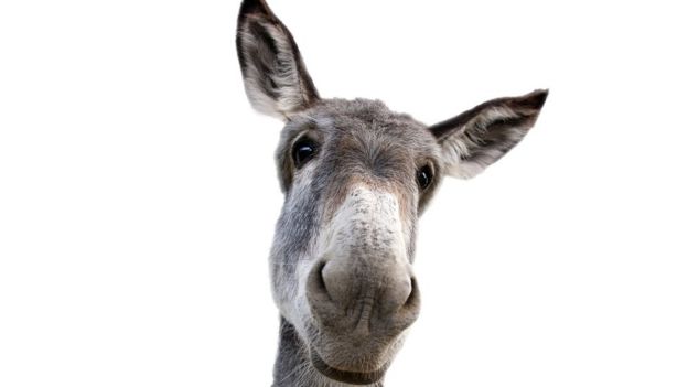 Burro