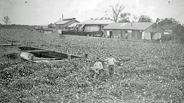 cotton fields