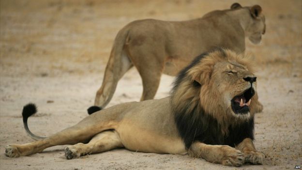 Cecil the lion - 21 October 2012