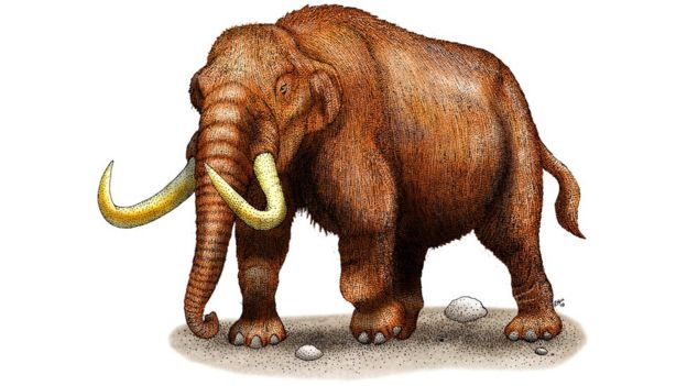 mastodon illustrations