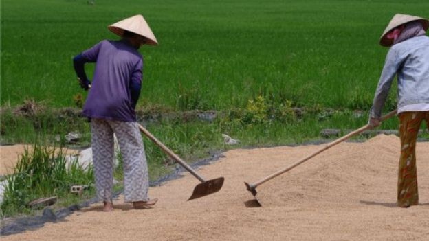 Xâm nhập mặn đe dọa canh tác lúa của nông dân miền Tây Nam Bộ
