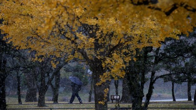 A man walks near ginkgo trees during the first November snowfall in 54 years in Tokyo, at a park in Tokyo, Japan, November 24, 2016