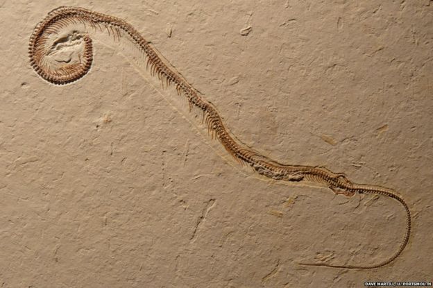 Snake fossil with legs