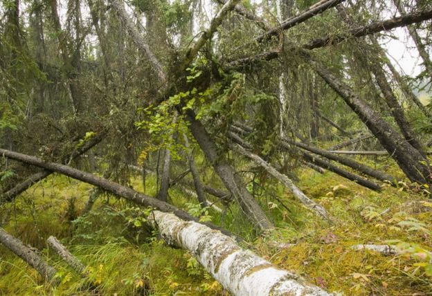 Drunken forest