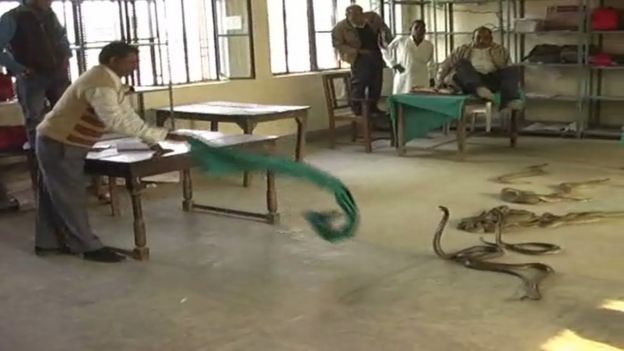 Snake charmer Hakkul dumped dozens of snakes in a government office