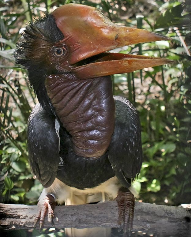 Helmeted hornbill