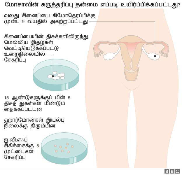 மோசாவின் கருத்தரிப்பு தன்மையை விளக்கும் படம்