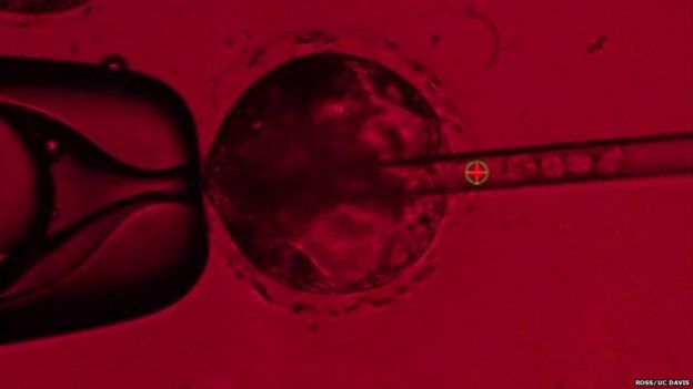 chimera embryo