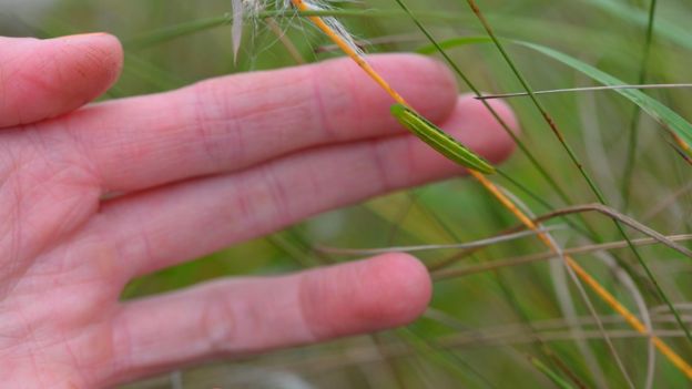 caterpillar