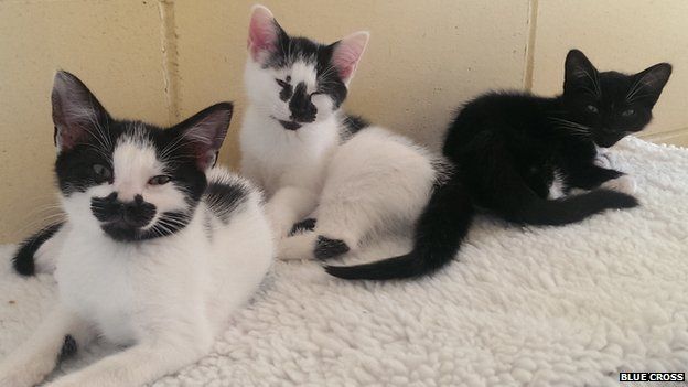 Fifteen kittens in the centre's nursery had to be evacuated