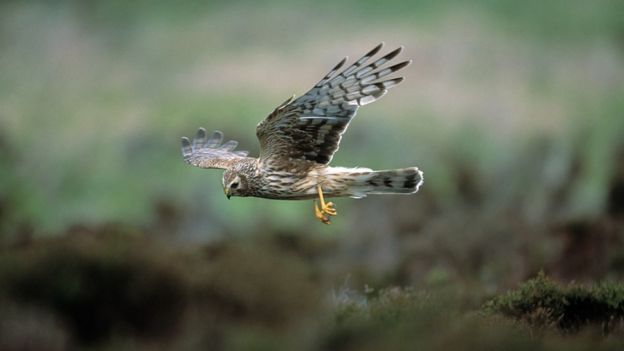 Hen harrier in flight