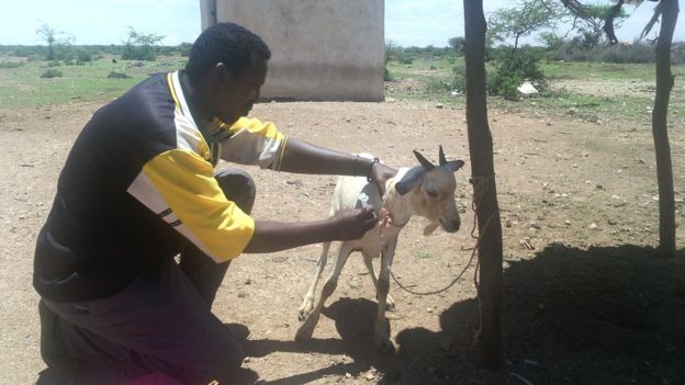 A goat is vaccinated as part of the project to help people manage resources