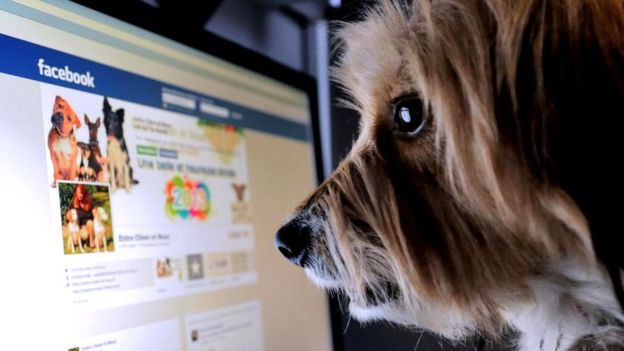 В Лилле (Франция) социальными сетями пользуются даже собаки