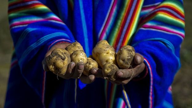 Patata es un cruce entre batata, del taíno, y papa, del quéchua.