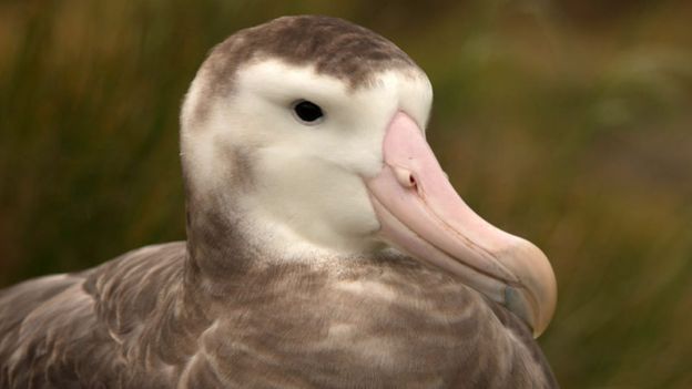 Female Tristan albatross