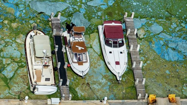 Barcos rodeados por algas