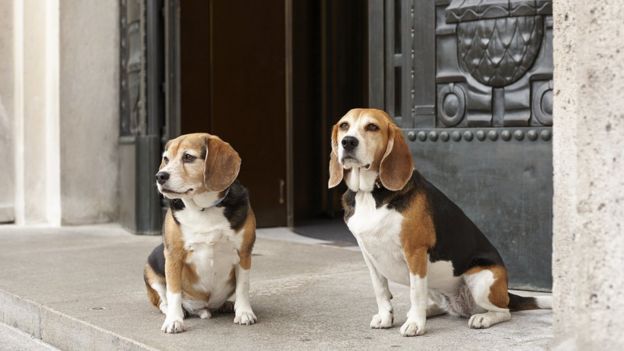 Dogs at the Park Hyatt Vienna