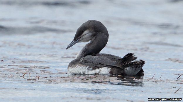 Black-throated diver at Lochindorb