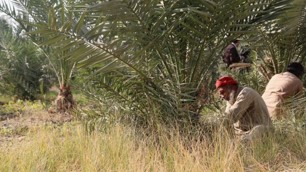 بڼوال وایي په څلورم کال یې باید حاصل ورکړی وای، خو دا چې په سمه توګه یې ساتنه نه ده شوې یوازې سږ کال یې ۲۰ منه خرما ترې راټوله کړې.