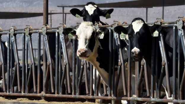 Cattle farm, Texas