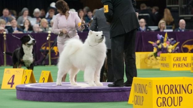 The Samoyed wins the working group on the second day of the 140th annual Westminster Kennel Club dog show at Madison Square Garden on 16 February 2016 in New York City.